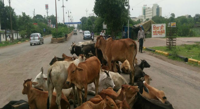 सड़क पर घूम रहे भैंस और गाय से लोग परेशान, नागरिकों की सुरक्षा को लेकर उठाये कड़े कदम : श्री सेबास्टिओ फेरेरा